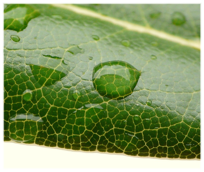 Alcuni ditteri